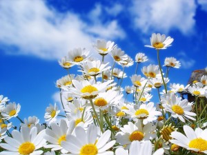 flores-brancas-na-primavera
